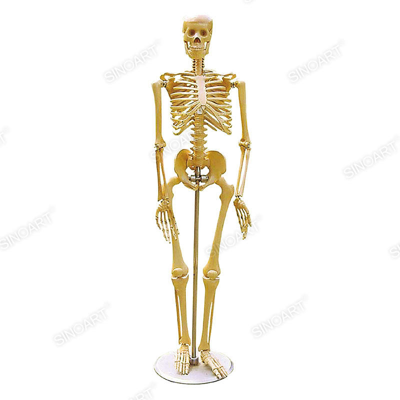 Plastic Skeleton Human Artists Figure Jointed Mannequin for Drawing Sketching Manikin